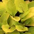 Hosta 'Fire Island'_1.webp