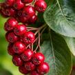 Temnoplodec, arónie planikolistá 'Brilliant' - Aronia arbutifolia 'Brilliant'