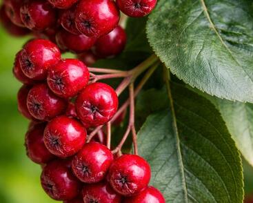 Temnoplodec, arónie planikolistá 'Brilliant'