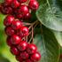 Aronia arbutifolia 'Brilliant'.jpg