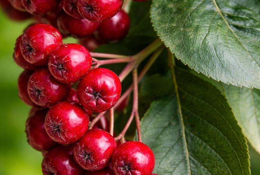 Temnoplodec, arónie planikolistá 'Brilliant' - Aronia arbutifolia 'Brilliant'