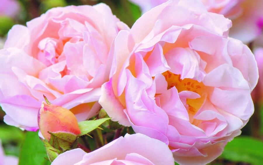 Růže anglická pnoucí David Austin 'Lady of the Lake' - Rosa PN 'Lady of the Lake'