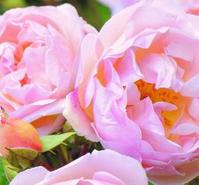 Anglická pnoucí růže Davida Austina 'Lady of the Lake'