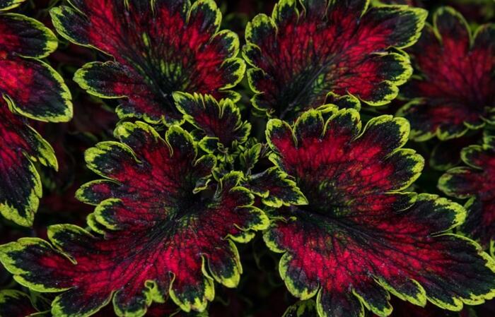 Pochvatec, Pokojová kopřiva 'Malibu Red-Green' - Coleus blumei 'Malibu Red-Green'