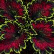 Pochvatec, Pokojová kopřiva 'Malibu Red-Green' - Coleus blumei 'Malibu Red-Green'