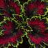 Coleus blumei 'Malibu Red-Green'.jpg