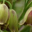 Řebčík - Fritillaria acmopetala