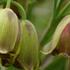 Fritillaria acmopetala.jpg