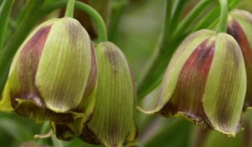 Řebčík - Fritillaria acmopetala