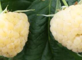 Maliník balkonový 'Goodasgold' - Rubus idaeus 'Goodasgold'