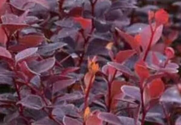 Dřišťál Thunbergův 'Chocolate Summer' - Berberis thunbergii 'Chocolate Summer'