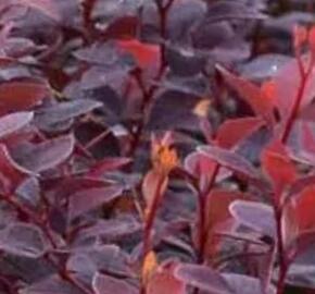 Berberis Thunbergův 'Chocolate Summer' - Berberis thunbergii 'Chocolate Summer'