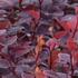 Berberis thunbergii 'Chocolate Summer'_1.jpg