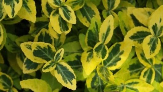 Brslen Fortuneův 'Sungold' - Euonymus fortunei 'Sungold'