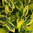 Brslen Fortuneův 'Sungold' - Euonymus fortunei 'Sungold'