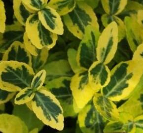 Brslen Fortuneův 'Sungold' - Euonymus fortunei 'Sungold'