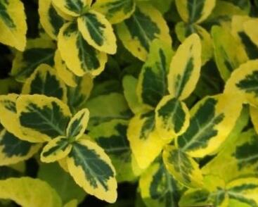 Brslen Fortuneův 'Sungold'