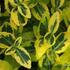 Euonymus fortunei 'Sungold'.jpg