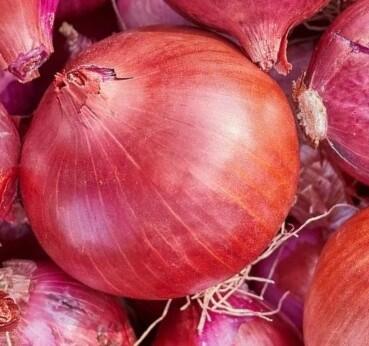 Cibule šalotka, červená 'Camelot' - Allium cepa 'Camelot'