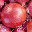 Cibule šalotka, červená 'Camelot' - Allium cepa 'Camelot'