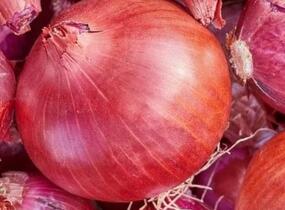 Cibule šalotka, červená 'Camelot' - Allium cepa 'Camelot'