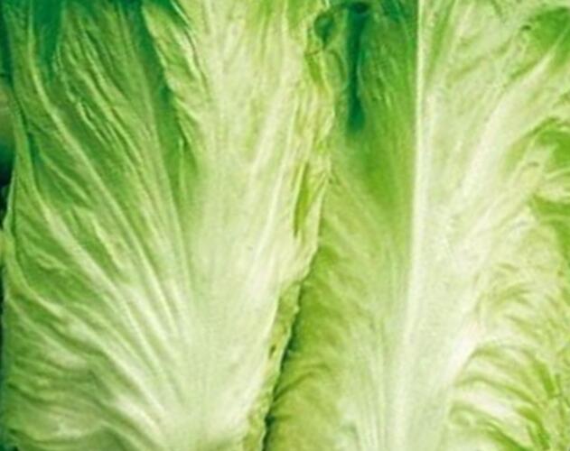 Čekanka salátová 'Bravo Pan di Zucchero' - Cichorium intybus 'Bravo Pan di Zucchero'