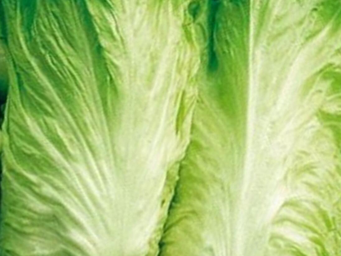 Čekanka salátová 'Bravo Pan di Zucchero' - Cichorium intybus 'Bravo Pan di Zucchero'