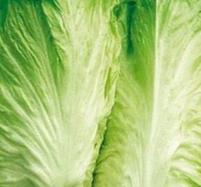 Čekanka salátová 'Bravo Pan di Zucchero' - Cichorium intybus 'Bravo Pan di Zucchero'