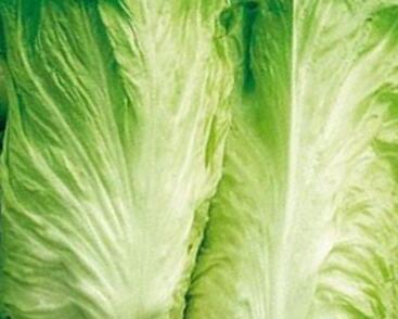 Čekanka salátová 'Bravo Pan di Zucchero'