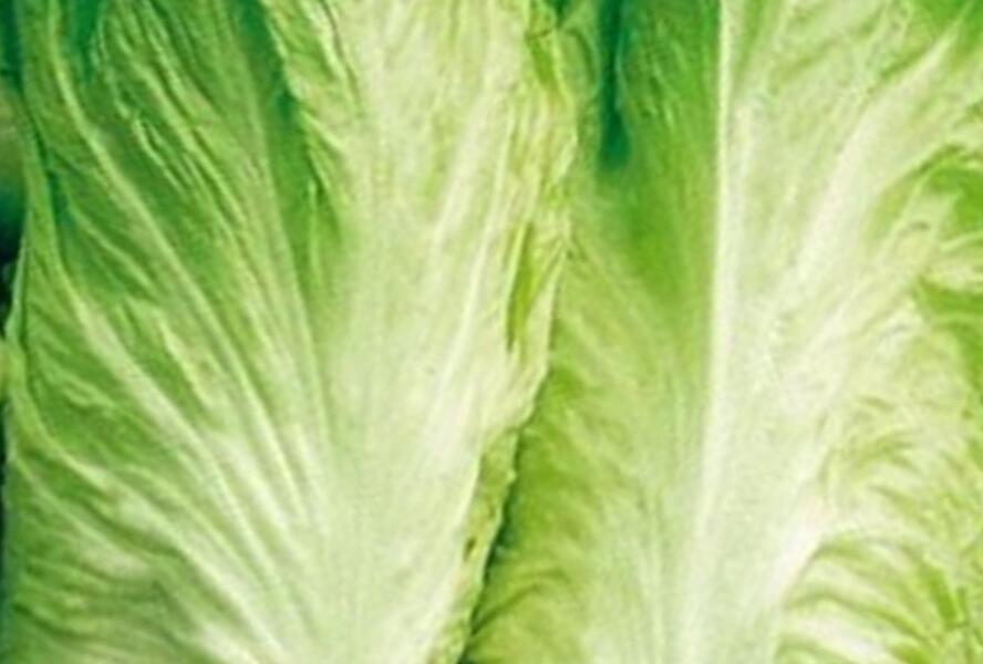Čekanka salátová 'Bravo Pan di Zucchero' - Cichorium intybus 'Bravo Pan di Zucchero'