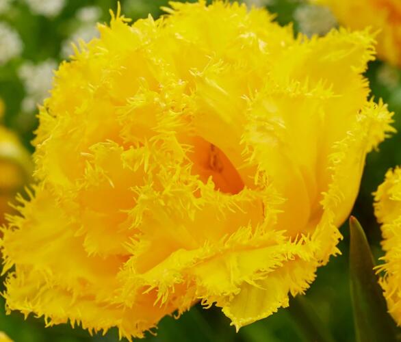 Tulipán plnokvětý třepenitý 'Mon Amour' - Tulipa Double Crispa 'Mon Amour'