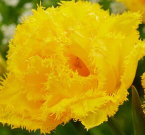 Tulipán plnokvětý třepenitý 'Mon Amour' - Tulipa Double Crispa 'Mon Amour'