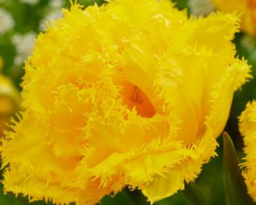 Tulipán plnokvětý třepenitý 'Mon Amour'