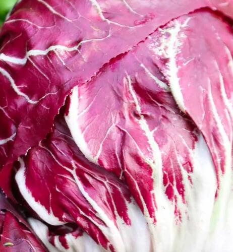 Čekanka salátová 'Palla Rossa 3' - Cichorium intybus 'Palla Rossa 3'