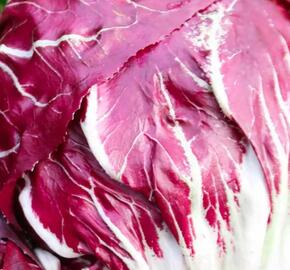 Čekanka salátová 'Palla Rossa 3' - Cichorium intybus 'Palla Rossa 3'