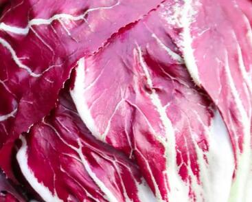 Čekanka salátová 'Palla Rossa 3'