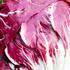 Cichorium intybus 'Palla Rossa 3'.jpg