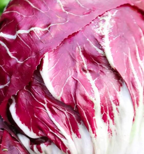 Čekanka salátová 'Palla Rossa 3' - Cichorium intybus 'Palla Rossa 3'