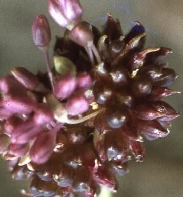 Česnek viničný - Allium vineale