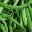 Fazol obecný keříčkový 'Magda' - Phaseolus vulgaris var. nanus 'Magda'