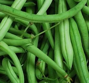 Fazol obecný keříčkový 'Magda' - Phaseolus vulgaris var. nanus 'Magda'