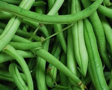 Fazol obecný keříčkový 'Magda'