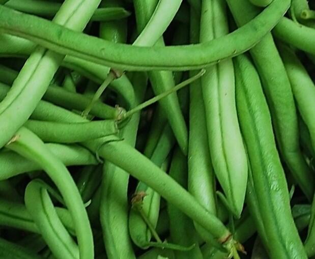 Fazol obecný keříčkový 'Magda' - Phaseolus vulgaris var. nanus 'Magda'