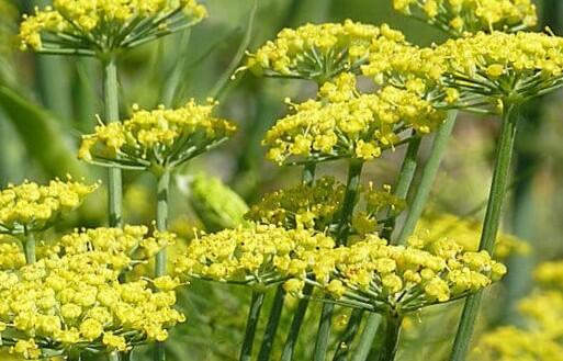 Fenykl obecný 'Dragon F1' - Foeniculum vulgare var. azoricum 'Dragon F1'