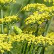 Fenykl obecný 'Dragon F1' - Foeniculum vulgare var. azoricum 'Dragon F1'