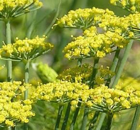 Fenykl obecný 'Dragon F1'