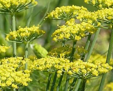 Fenykl obecný 'Dragon F1'