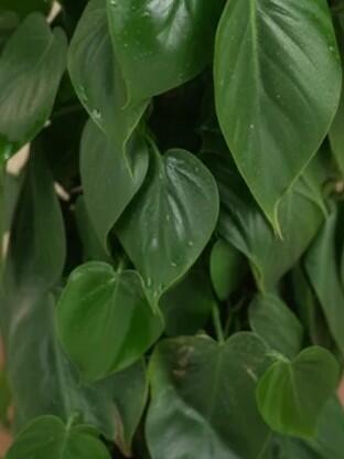 Filodendron - Philodendron scandens