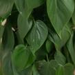 Filodendron - Philodendron scandens