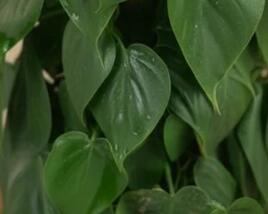 Filodendron